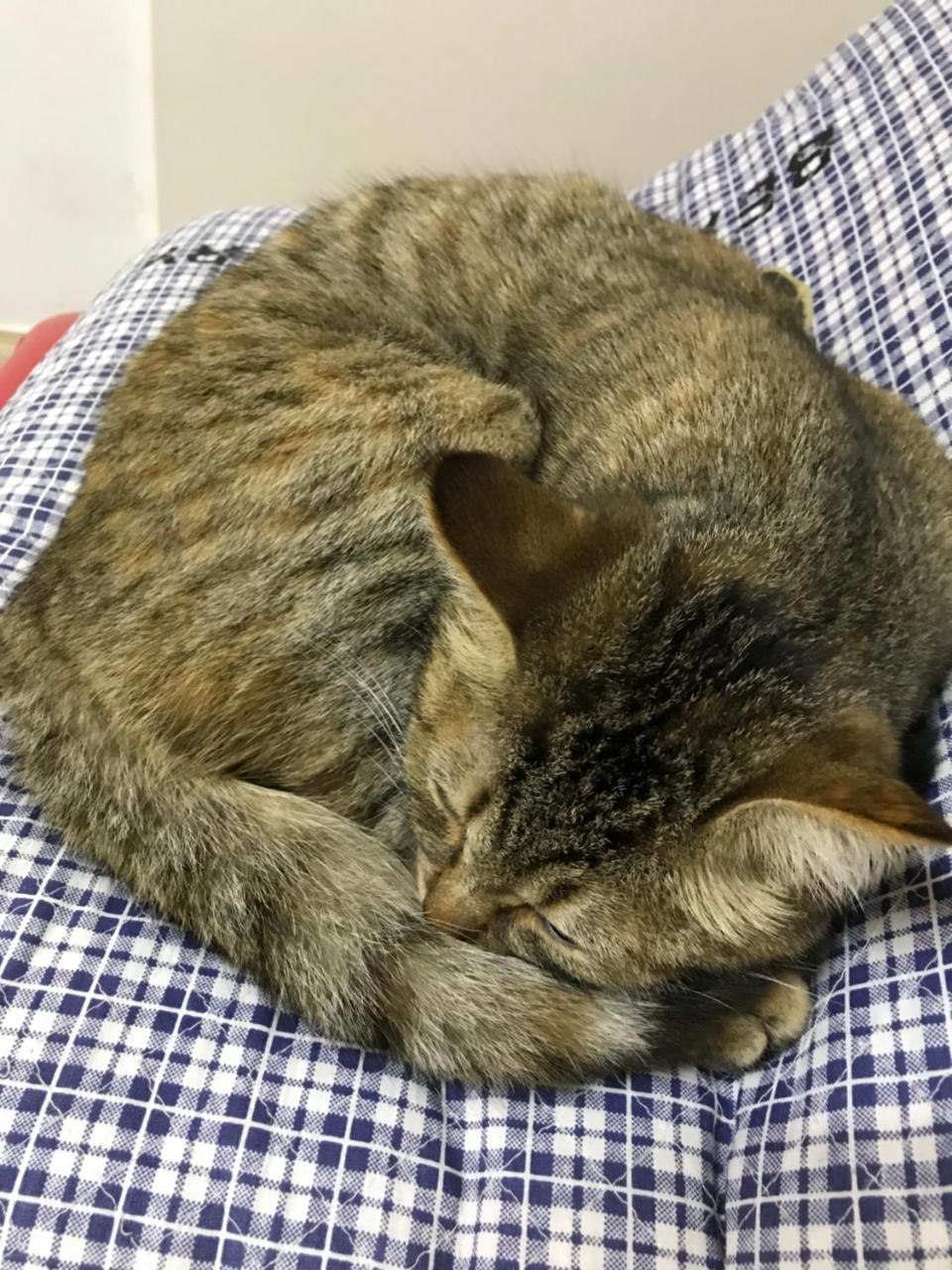 Petit Kurumi To Milk 酒店 立科町